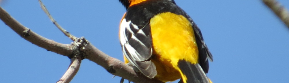 Bullock's Oriole