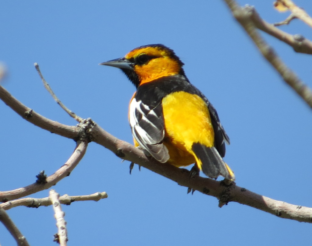 Bullock's Oriole