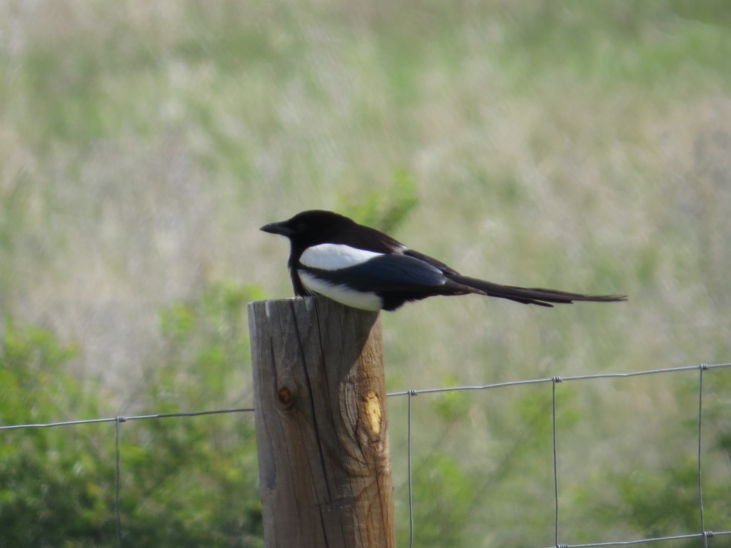 Black-billed Magpie