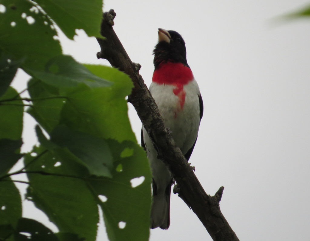 Rose-breasted Grosbeak