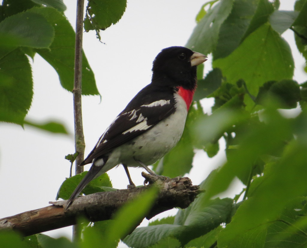 Rose-breasted Grosbeak