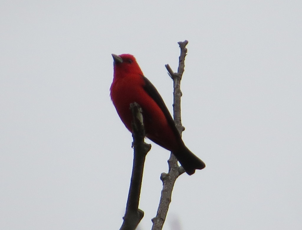 Scarlet Tanager