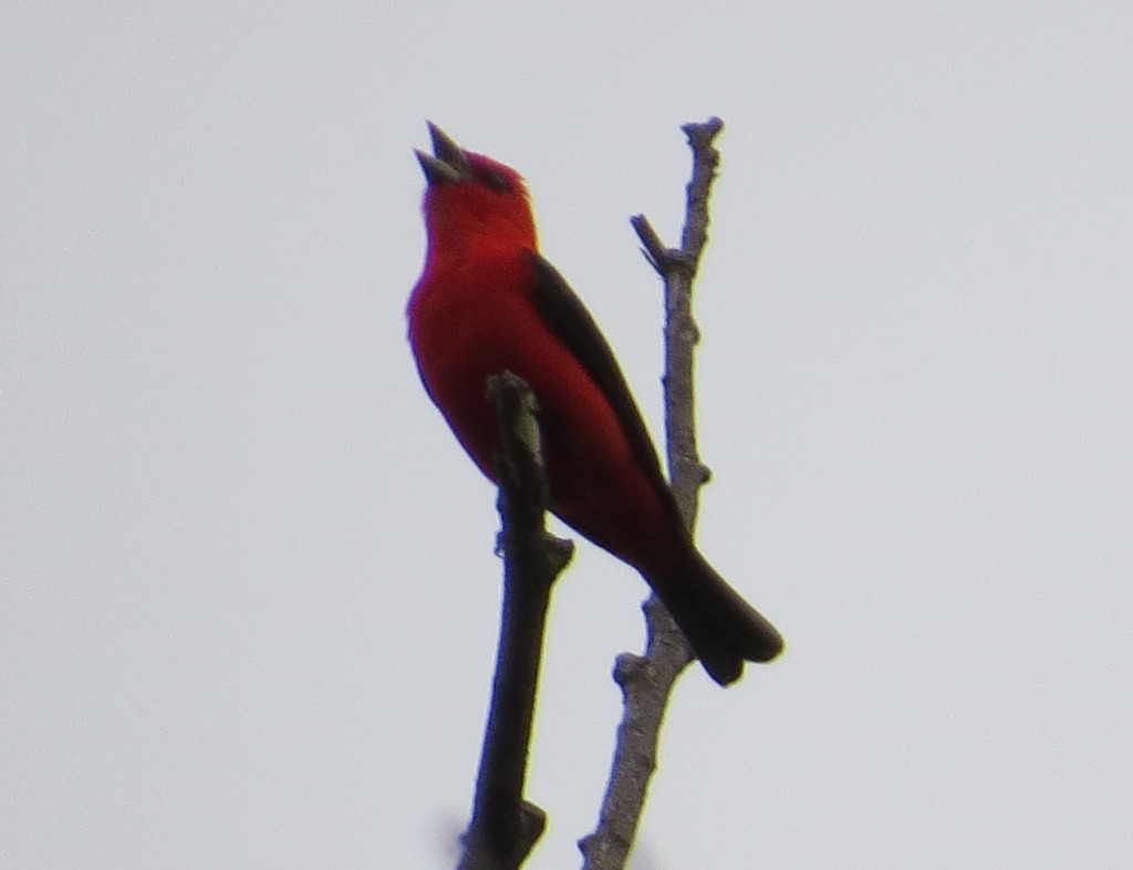 Scarlet Tanager