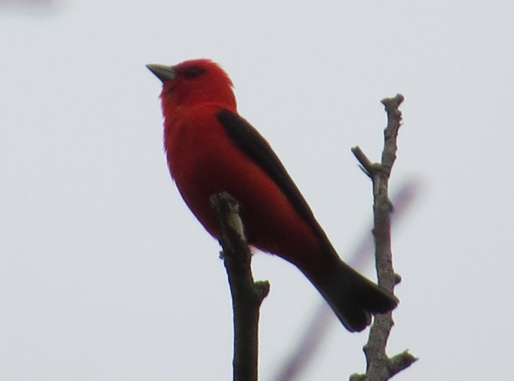 Scarlet Tanager