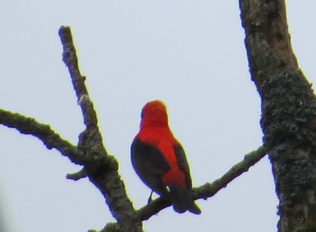 Scarlet Tanager