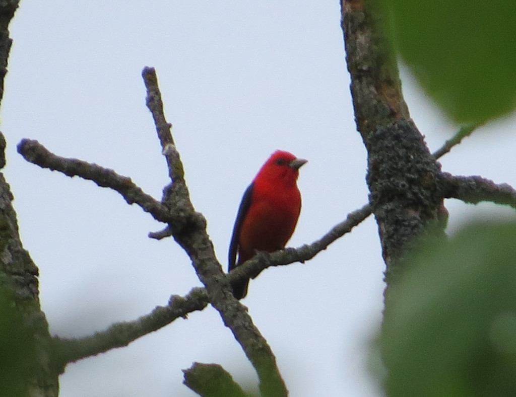 Scarlet Tanager