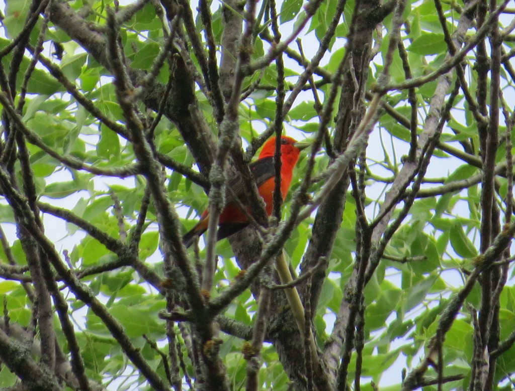 Scarlet Tanager