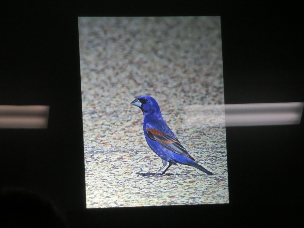 "Blue Grosbeak!" -Evan