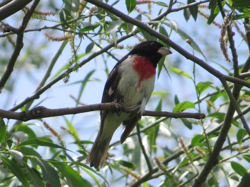 Rose-breasted Grosbeak