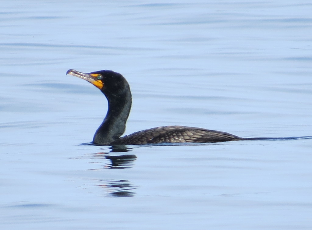 Double-crested Cormorant