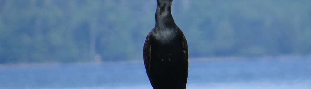 Double-crested Cormorant