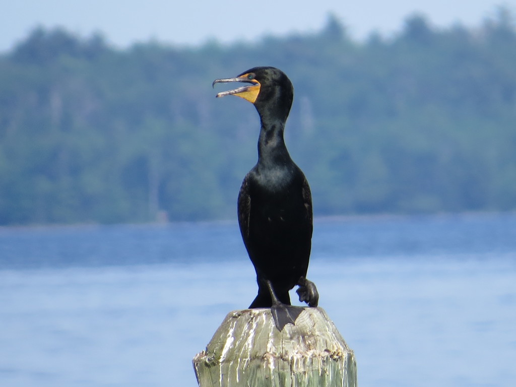 Double-crested Cormorant