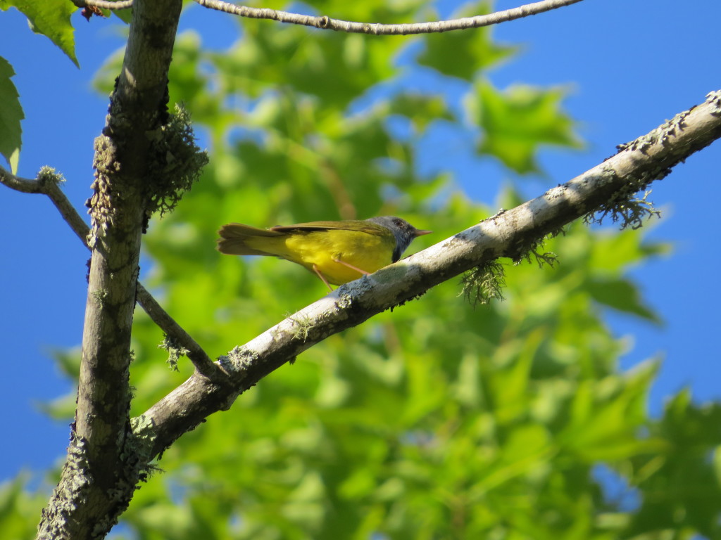 Mourning Warbler