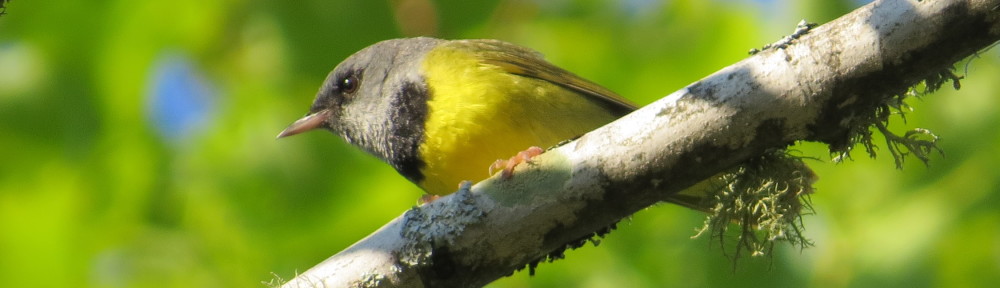 Mourning Warbler