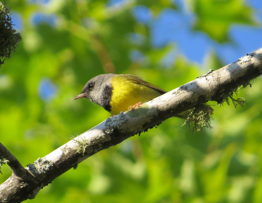 Mourning Warbler