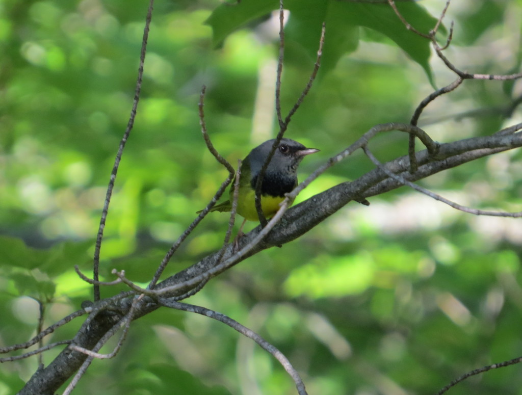 The Mourning Warbler gets its name from its black bib--a symbol of mourning.