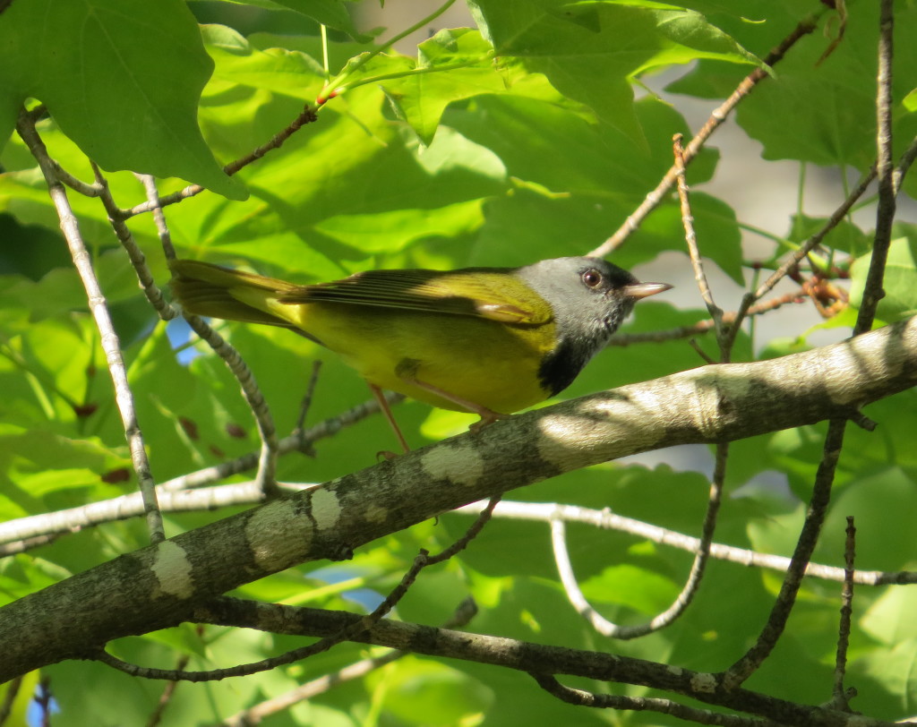 Mourning Warbler