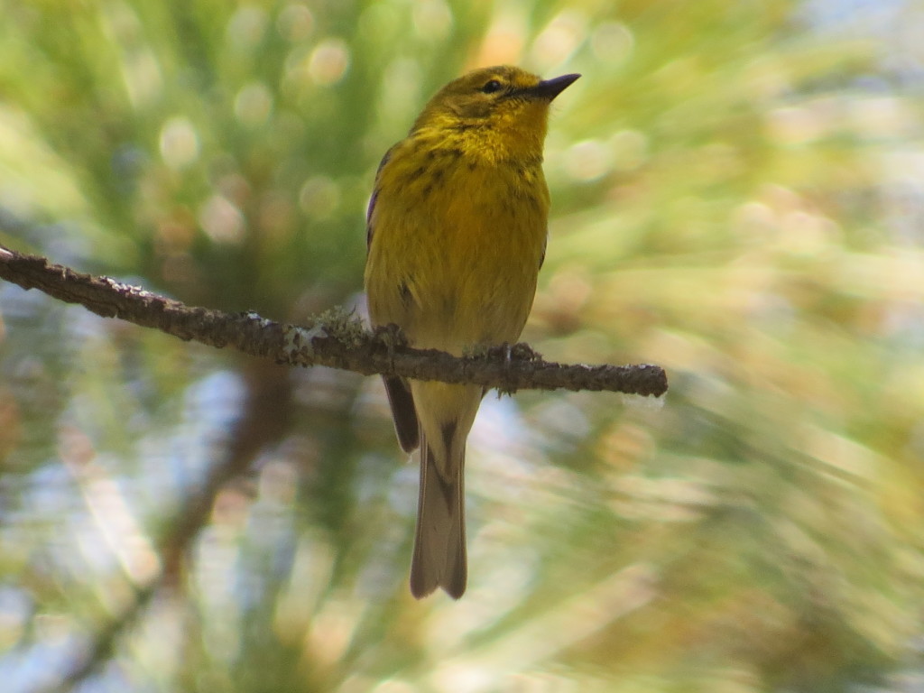 Pine Warbler