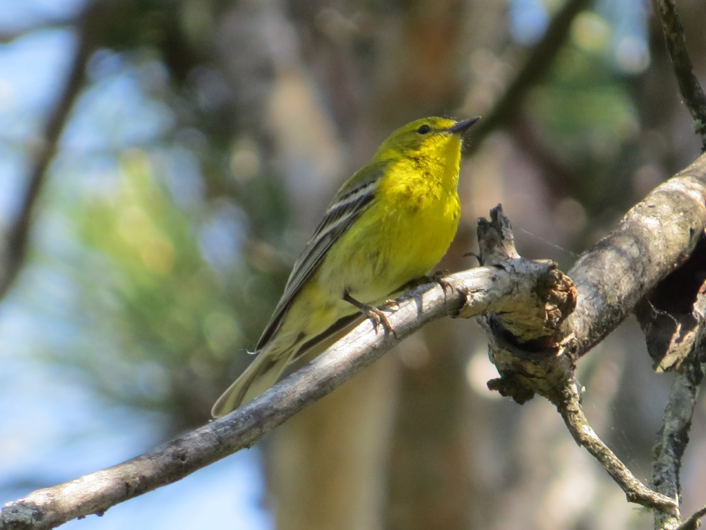 Pine Warbler