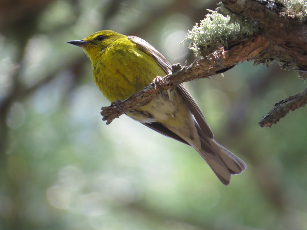 Pine Warbler