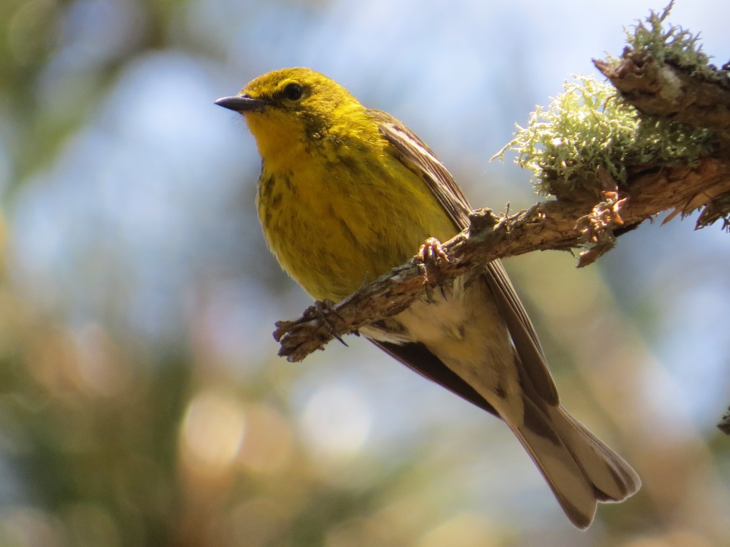 Pine Warbler