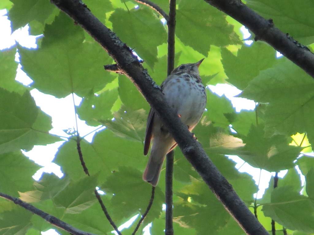 Hermit Thrush