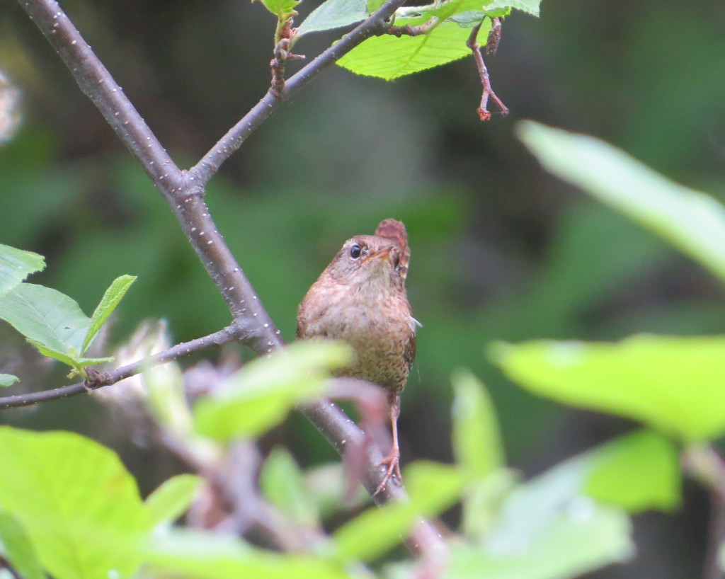 Winter Wren