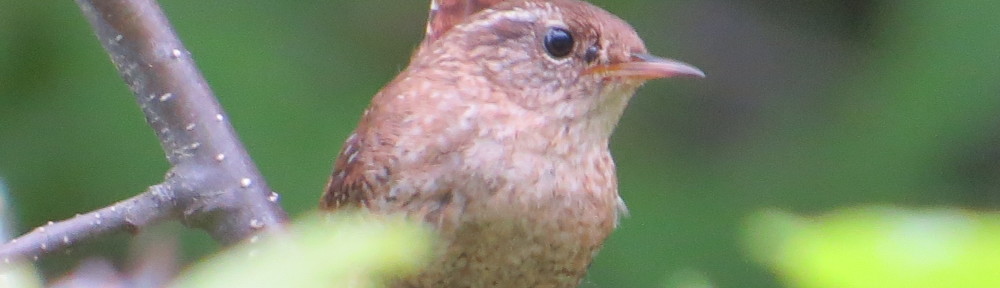 Winter Wren