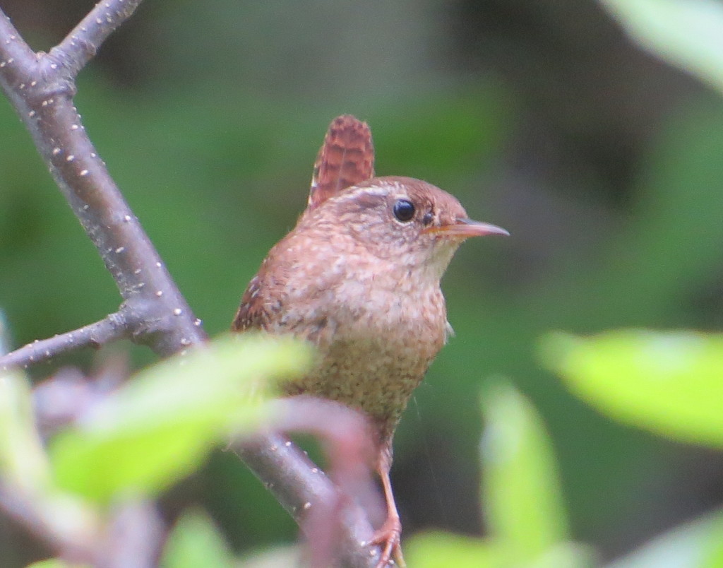 Winter Wren