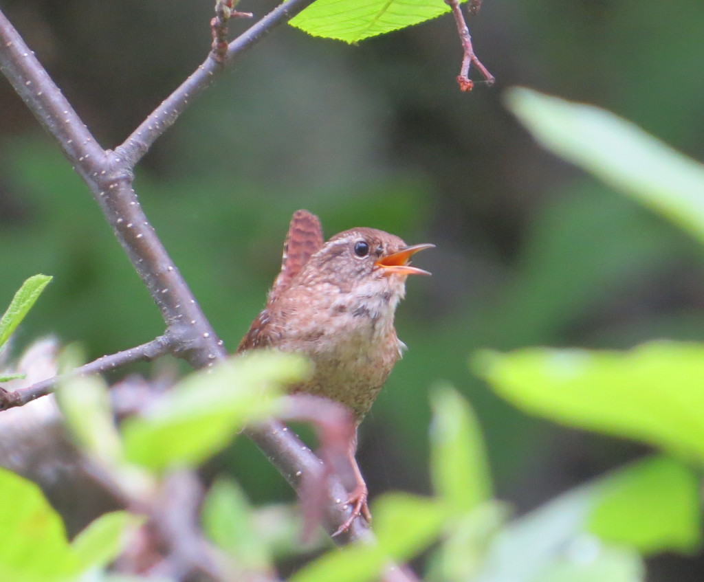 Winter Wren