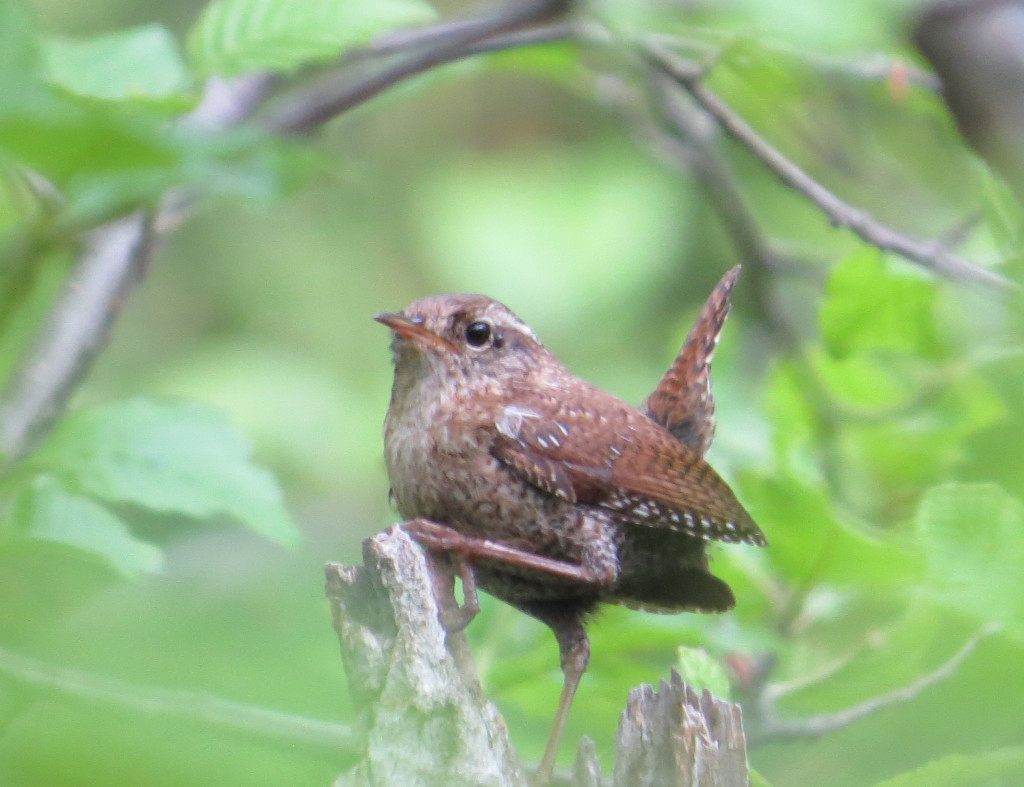 Winter Wren