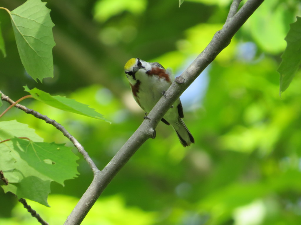 Chestnut-sided Warbler