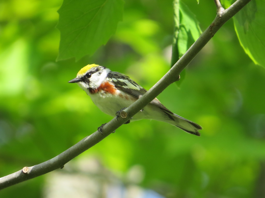 Chestnut-sided Warbler