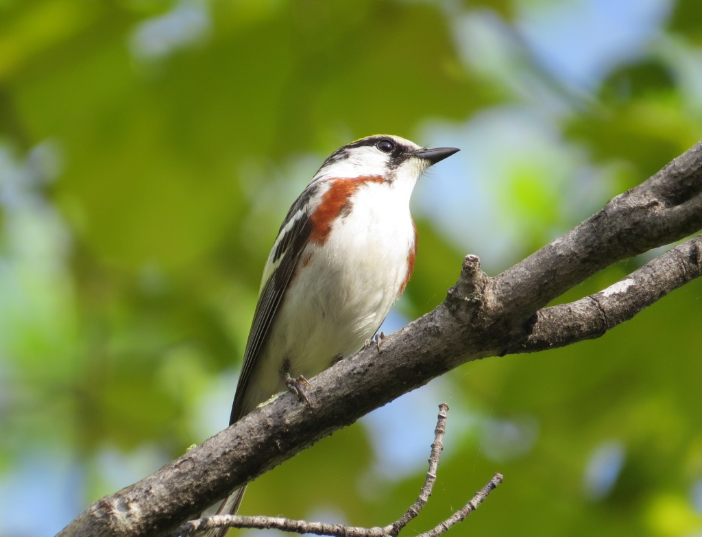 Chestnut-sided Warbler