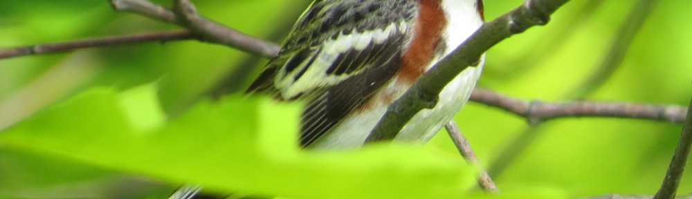 Chestnut-sided Warbler