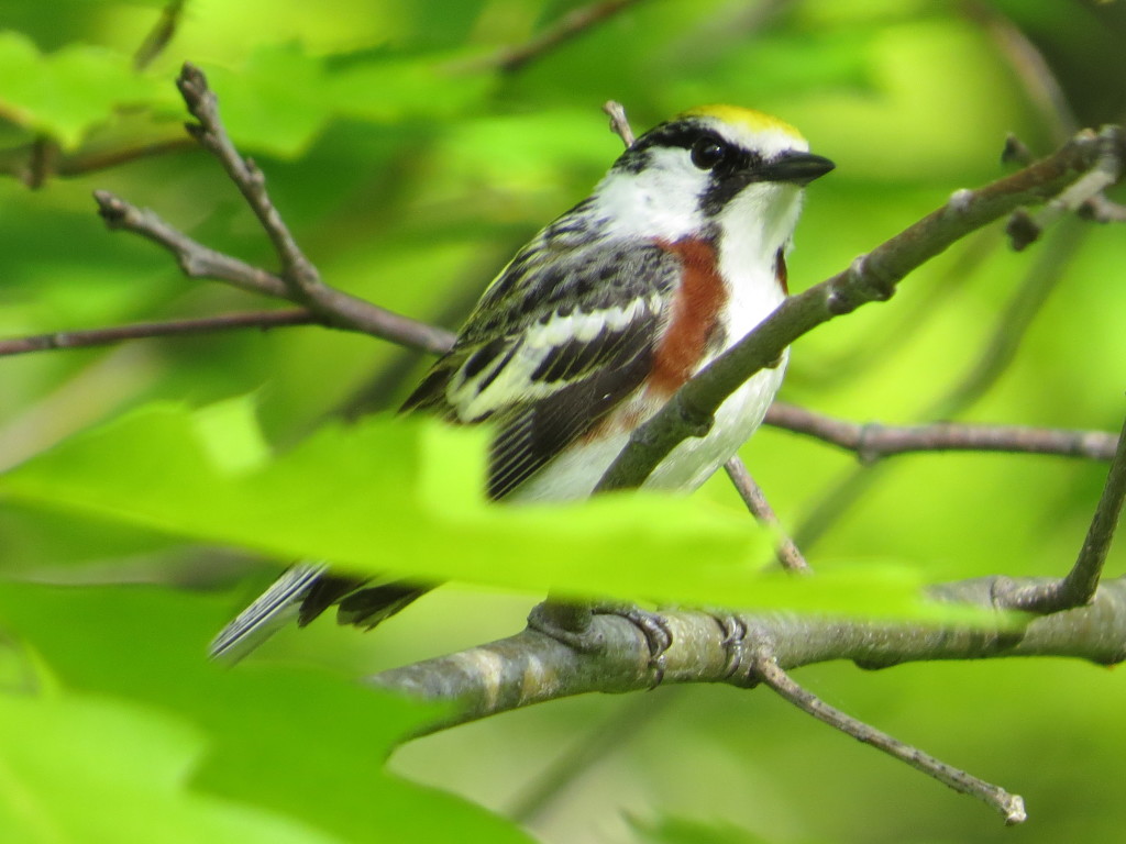 Chestnut-sided Warbler