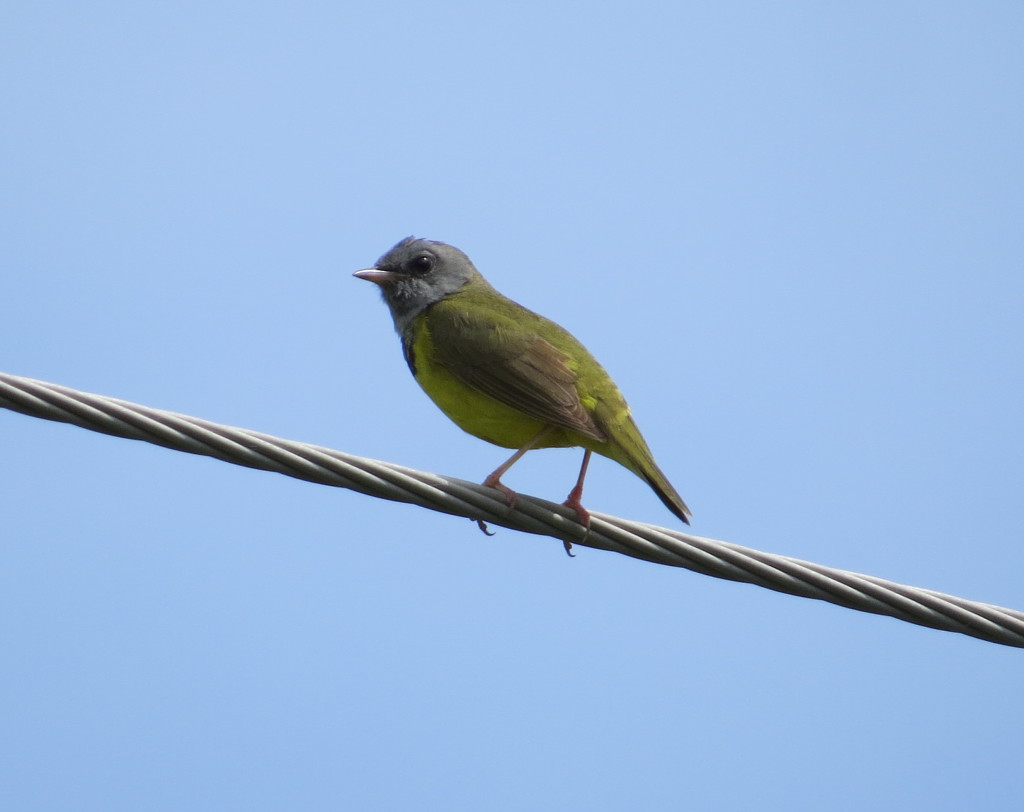 Mourning Warbler