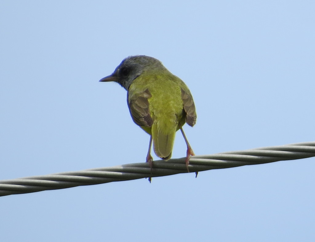 Mourning Warbler