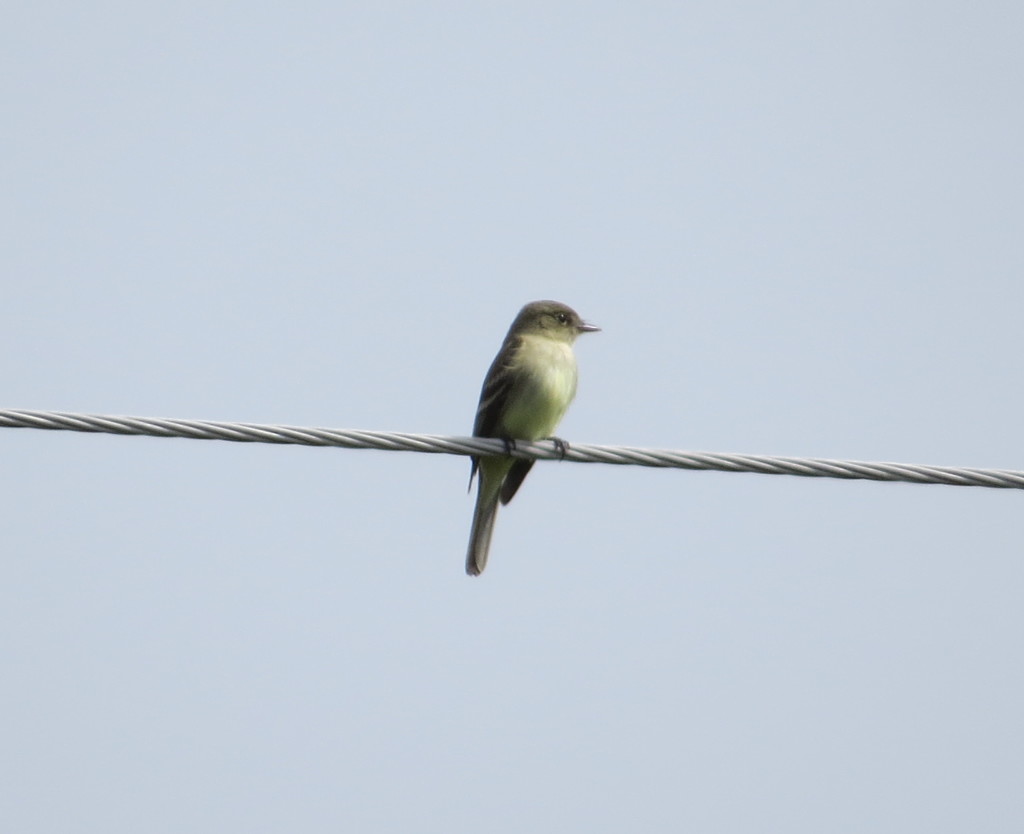 "Free beer!" -Alder Flycatcher