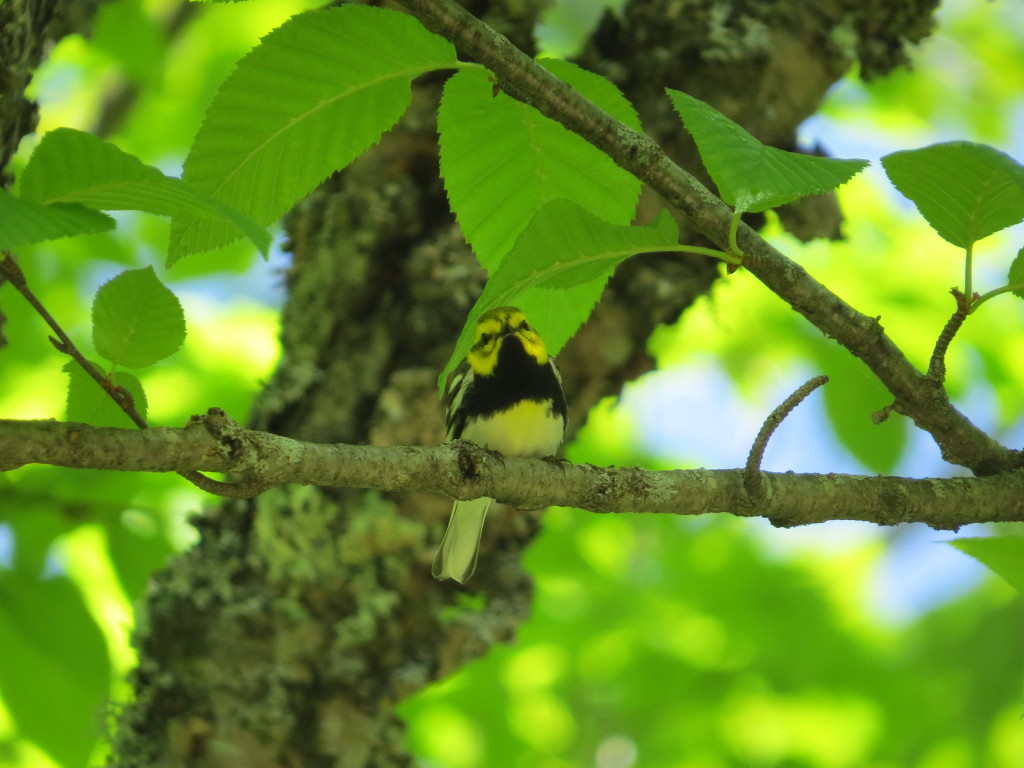 Black-throated Green Warbler