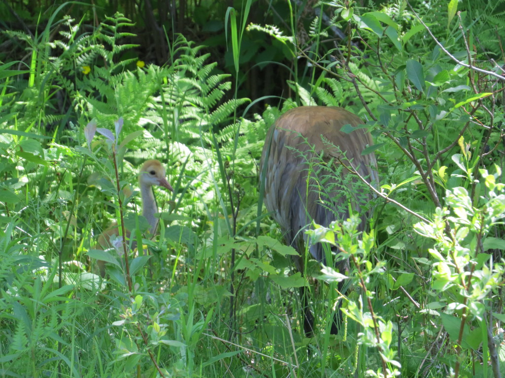 Sandhill Crane