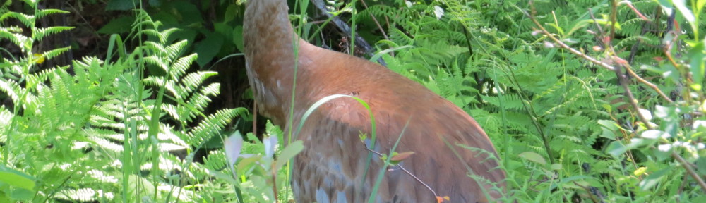 Sandhill Crane