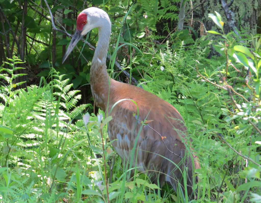 Sandhill Crane