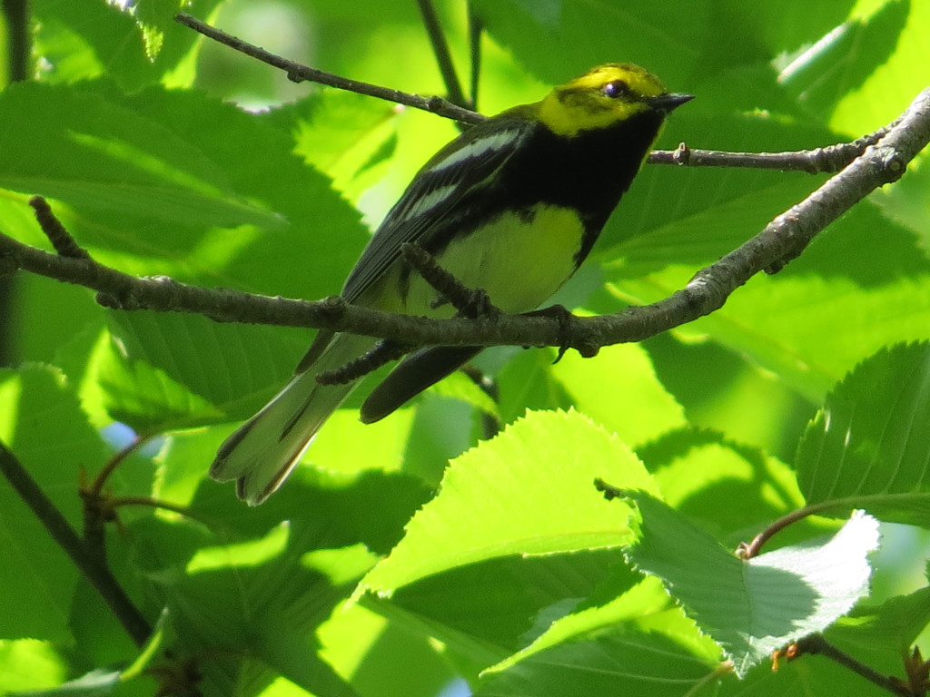 Black-throated Green Warbler