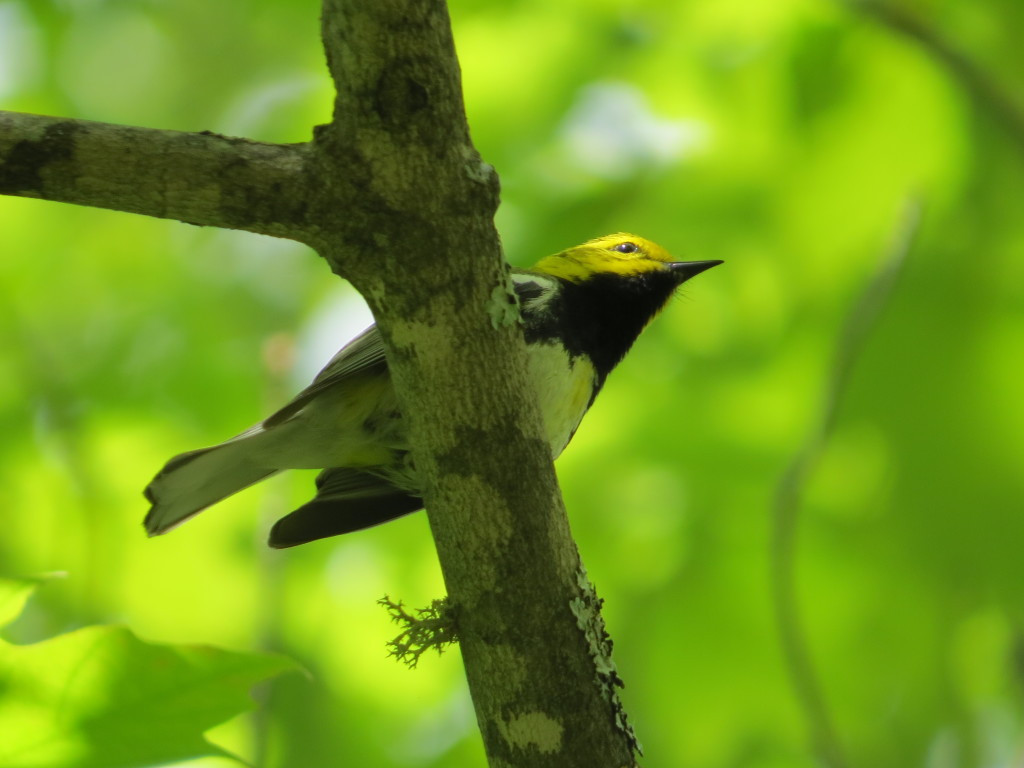 Black-throated Green Warbler