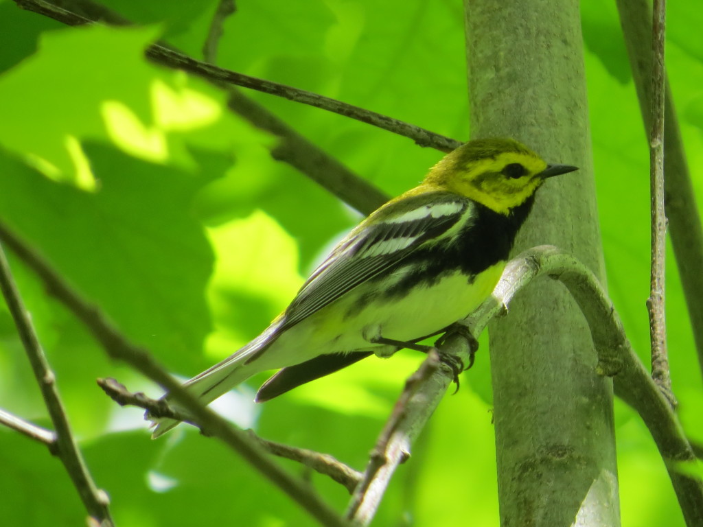 Black-throated Green Warbler