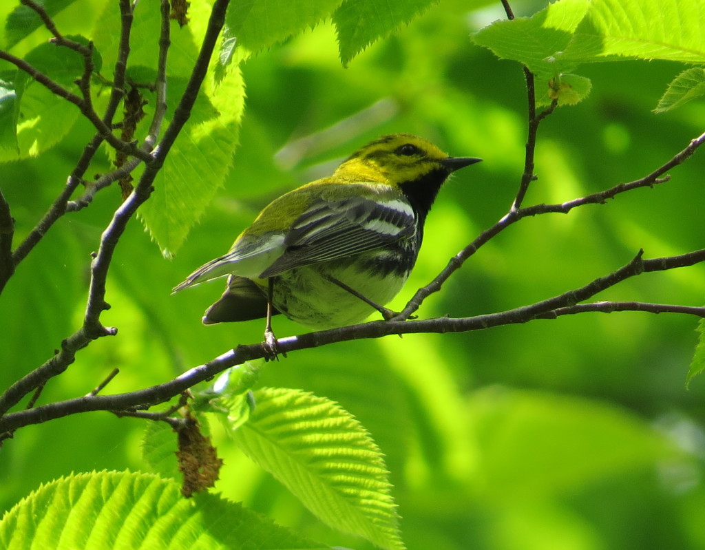 Black-throated Green Warbler