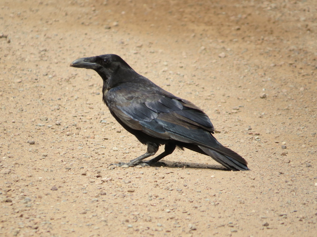 Common Raven