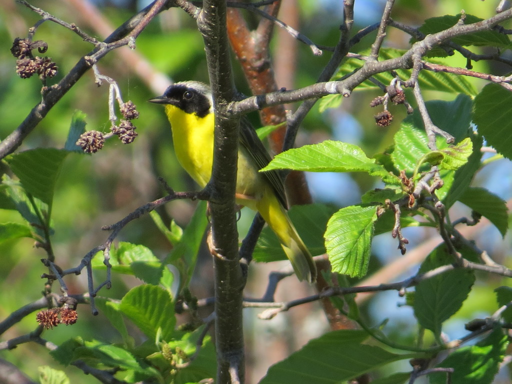 Common Yellowthroat