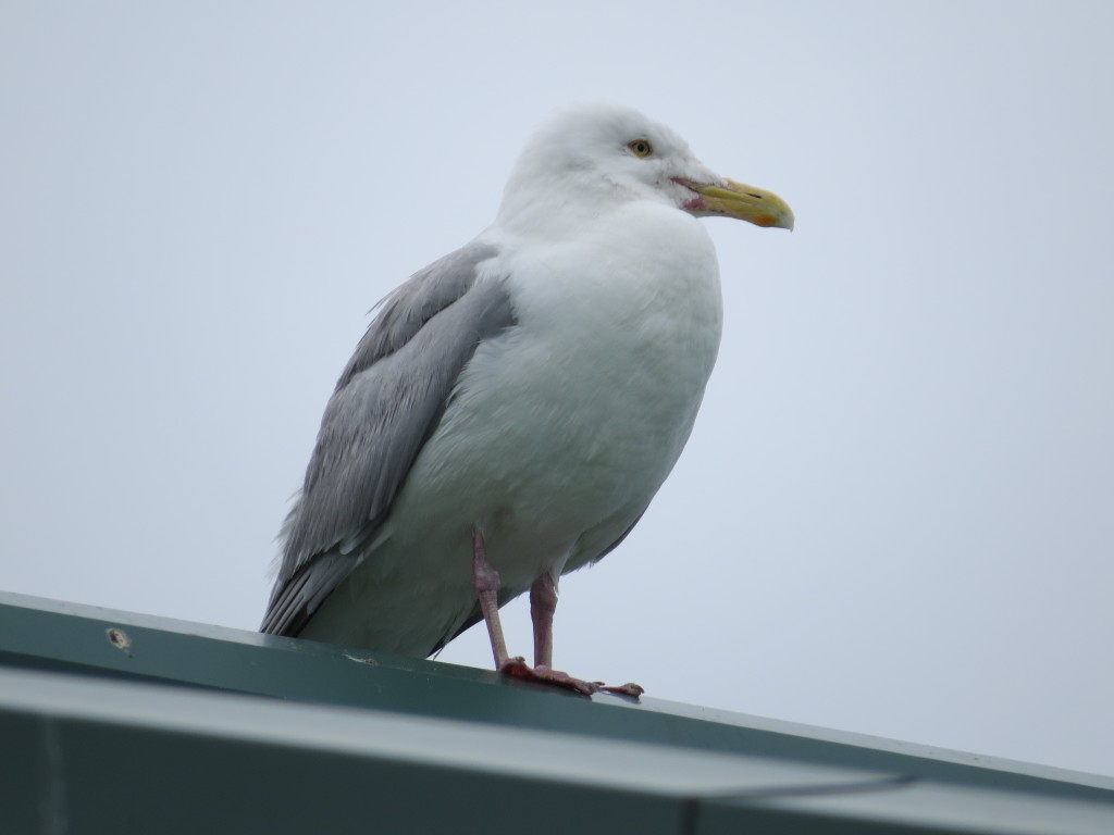 Herring Gull